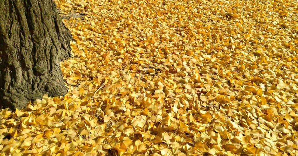 今年も綺麗でしたの写真